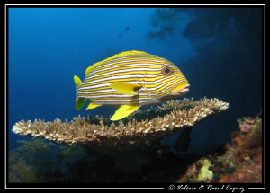 Plectorhinchus polytaenia
 by Raoul Caprez 